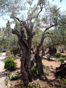 Uralter Olivenbaum im Garten Gethsemane